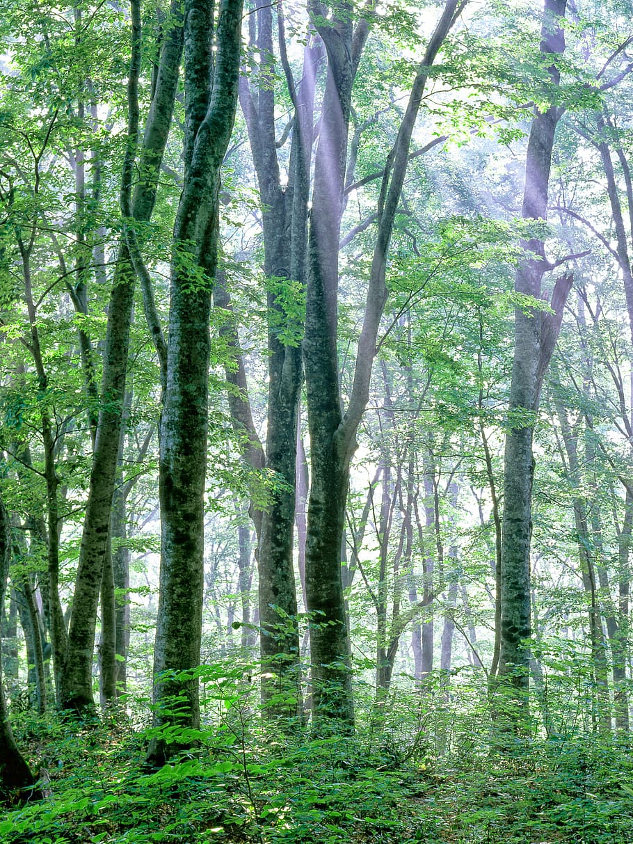HD wallpaper: Woods, Morning, Mist, Light, Beech Forest, morning mist ...