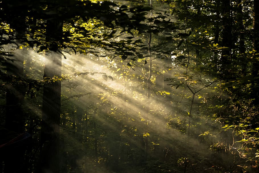 photo of trees, photo of trees with sunrays, forest, wilderness HD wallpaper