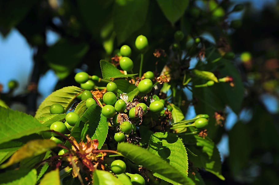 Unripe, Cherries, Tree, Fruit, Cherry, unripe cherries, green HD wallpaper