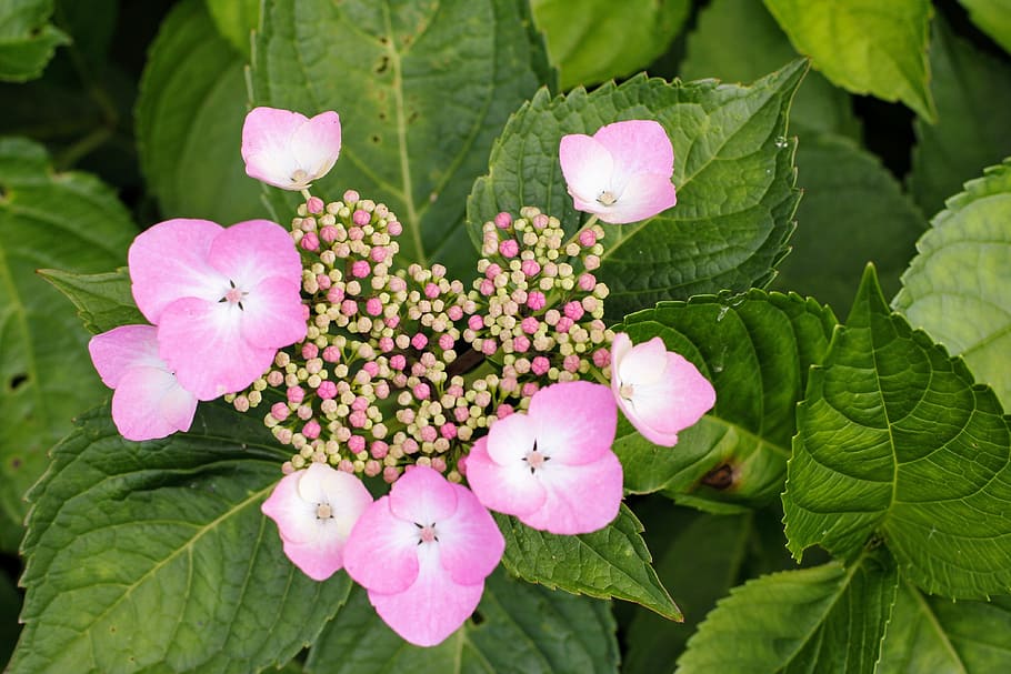 hydrangea, flower, blossom, bloom, close, greenhouse hydrangea HD wallpaper