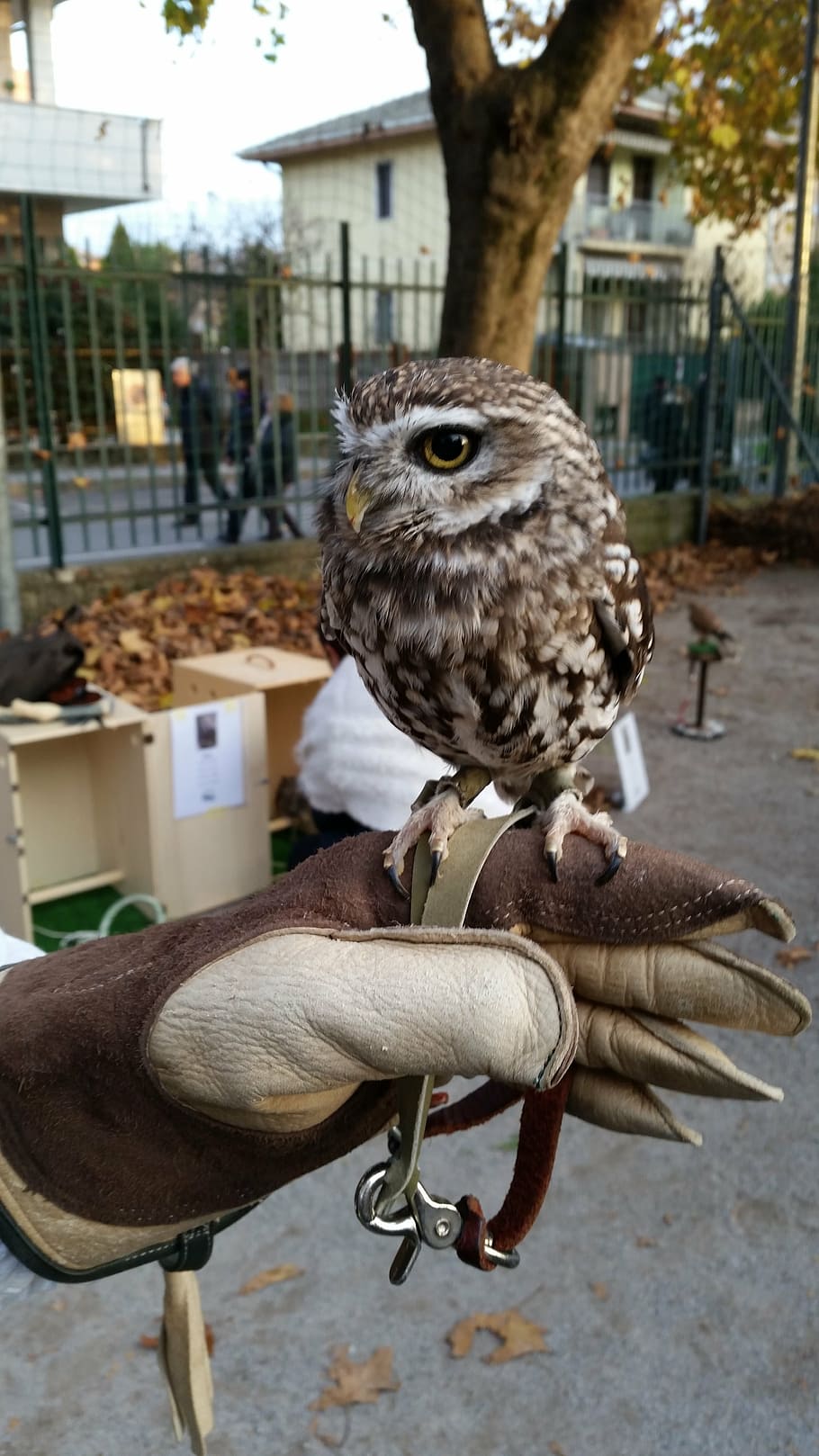 owl, bird, nature, vertebrate, animal, animal themes, animals in the wild HD wallpaper