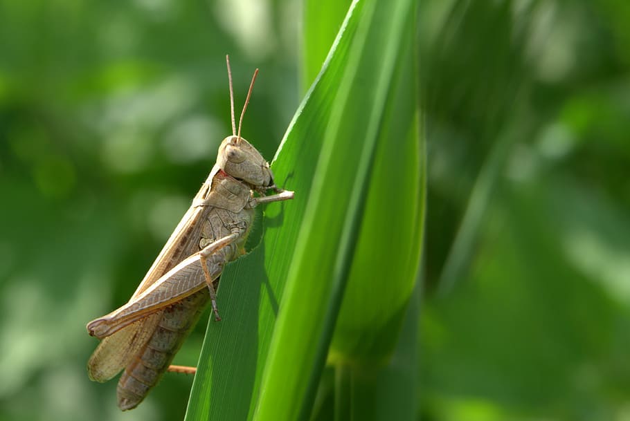grasshopper, tettigonia viridissima, cricket, insect, nature, HD wallpaper