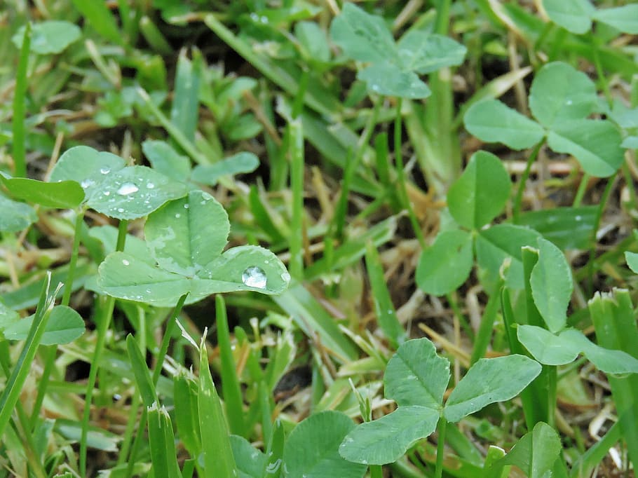 hierba, gota, rocio, plant part, leaf, growth, green color HD wallpaper