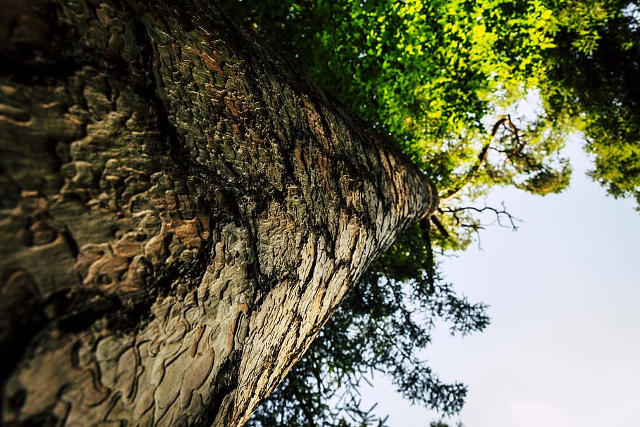 tree, wood, forest, log, annual rings, roughhouse, cutting HD wallpaper