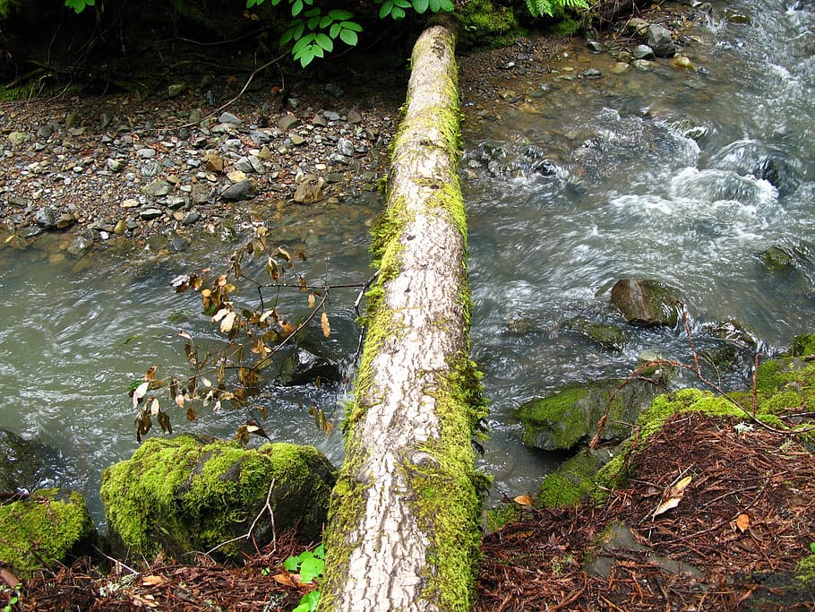 stream, moss, log, bridge, forest, fallen log, tree, woods HD wallpaper