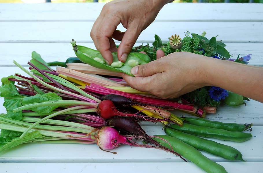 hands, vegetables, cultivation, summer, human hand, food, food and drink HD wallpaper