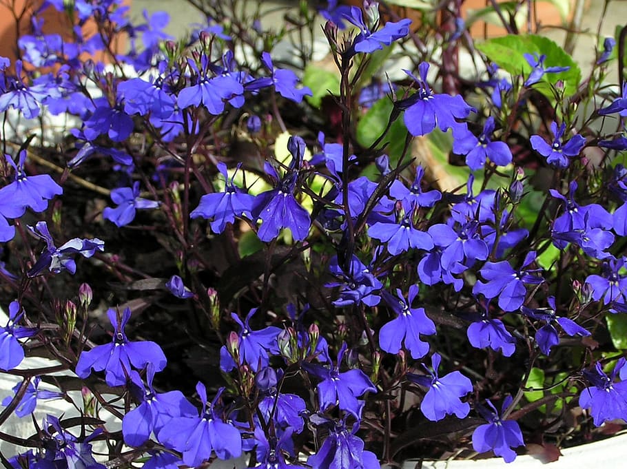 Blue, Flowers, Dark, purple, growth, nature, beauty in nature HD wallpaper