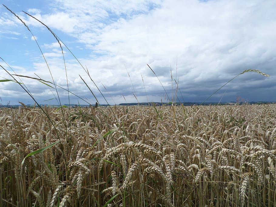 Grain, Ear, Cornfield, Air, Field, Dry, rainy, agriculture HD wallpaper
