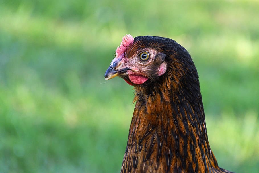 Hen, Head, Profile, Eye, bird, chicken - Bird, farm, animal HD wallpaper