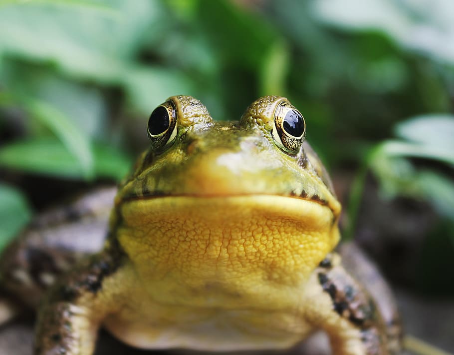 closeup photography of a frog, green and yellow frog closeup photography HD wallpaper