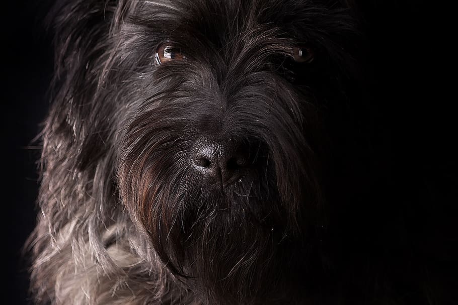 adult black and gray Lhasa apso, dog, schnauzer, animal, pet