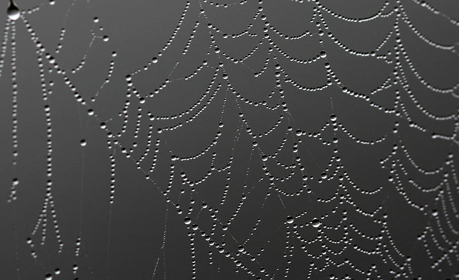 spider web, drops, dew, place, nature, water, wet, backgrounds HD wallpaper