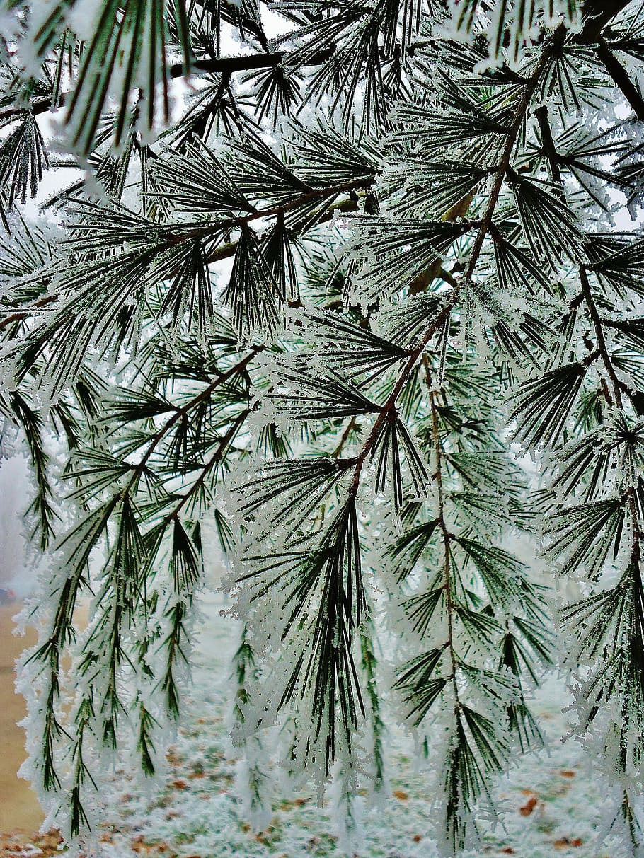 fir, frost, cold, winter, green, pine tree, coniferous tree HD wallpaper