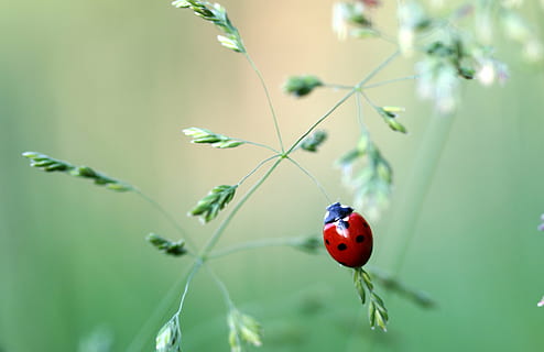 shallow focus photography of ladybird, ladybug, beetle, coccinellidae HD wallpaper
