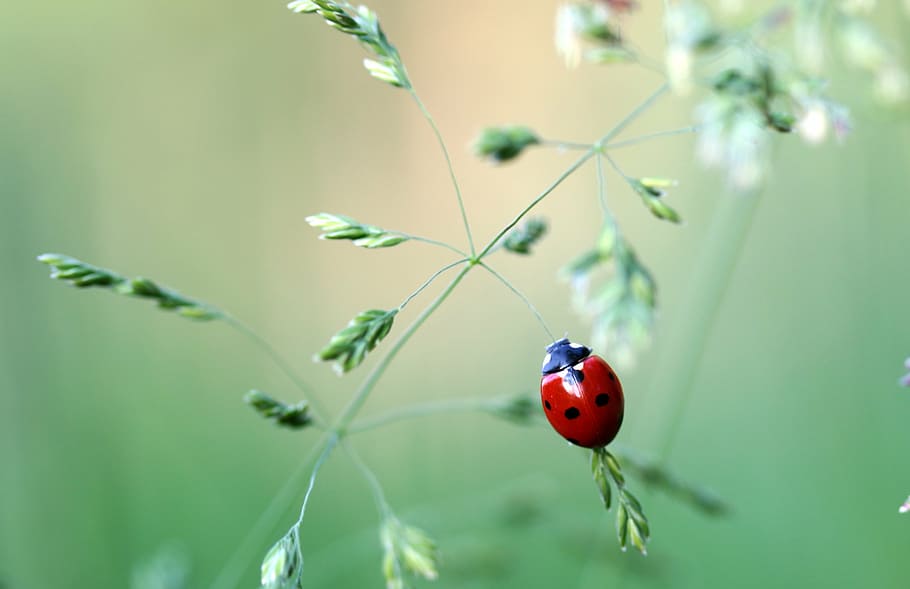shallow focus photography of ladybird, ladybug, beetle, coccinellidae HD wallpaper