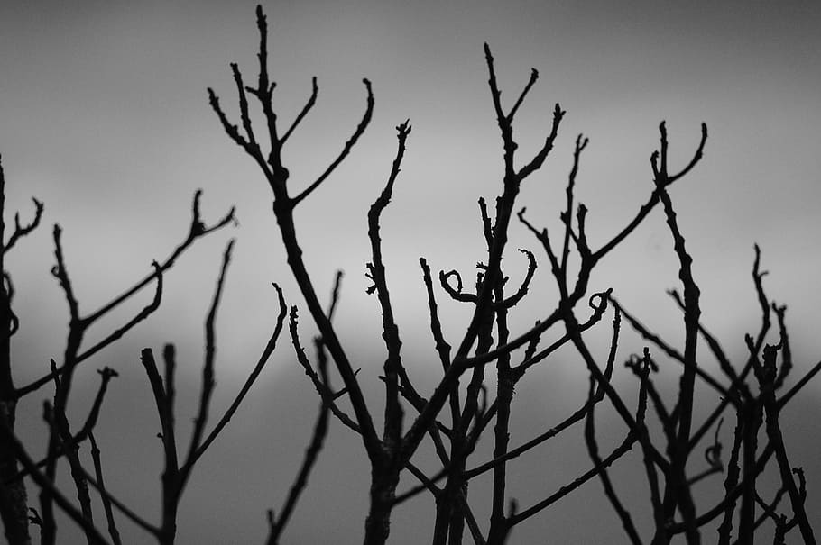 graphic, image, nature, tree, landscape, plant, no people, branch HD wallpaper