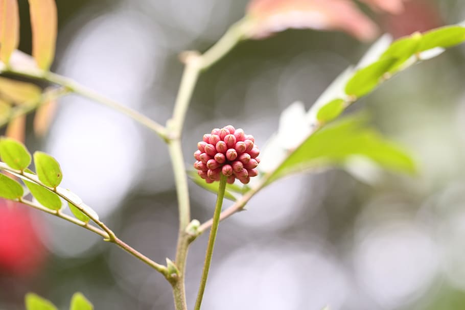 flower, green, sprout, spring, plant, nature, grow, outdoor HD wallpaper