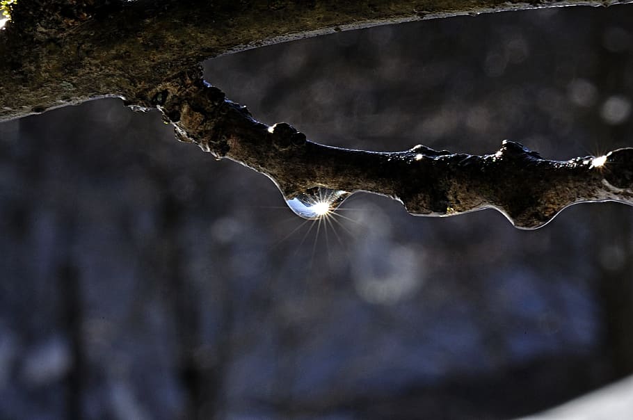 sun, branch, dewdrop, nature, tree, no people, focus on foreground HD wallpaper