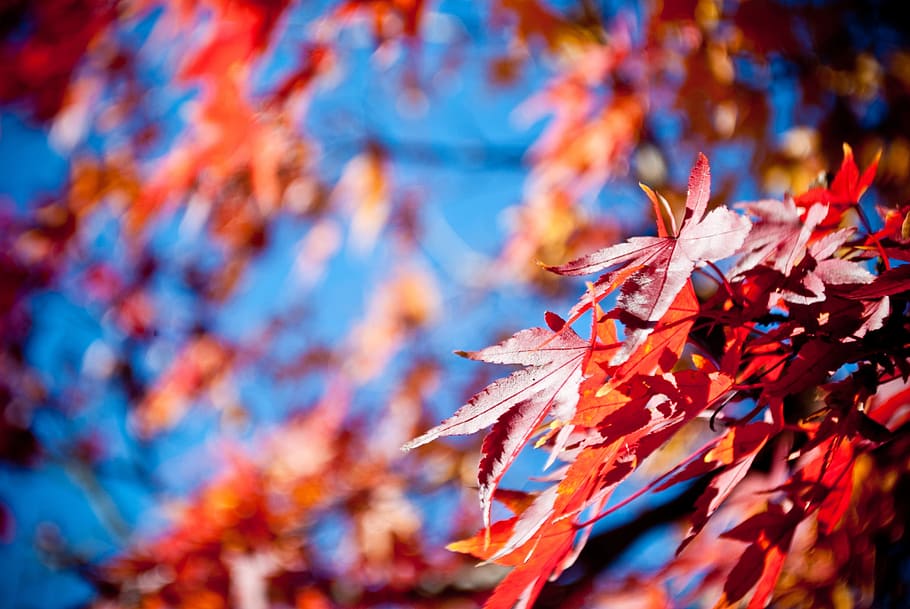 selective focus photo of red maple leaves, autumn, sky, blue HD wallpaper