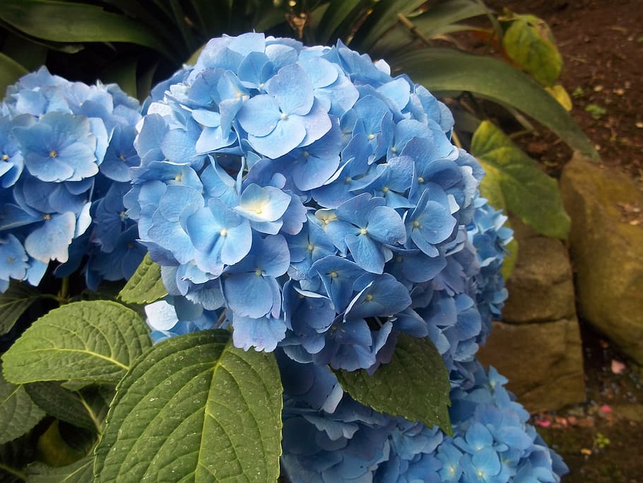 blue, hydrangea, flower, nature, plant, flowering plant, growth HD wallpaper