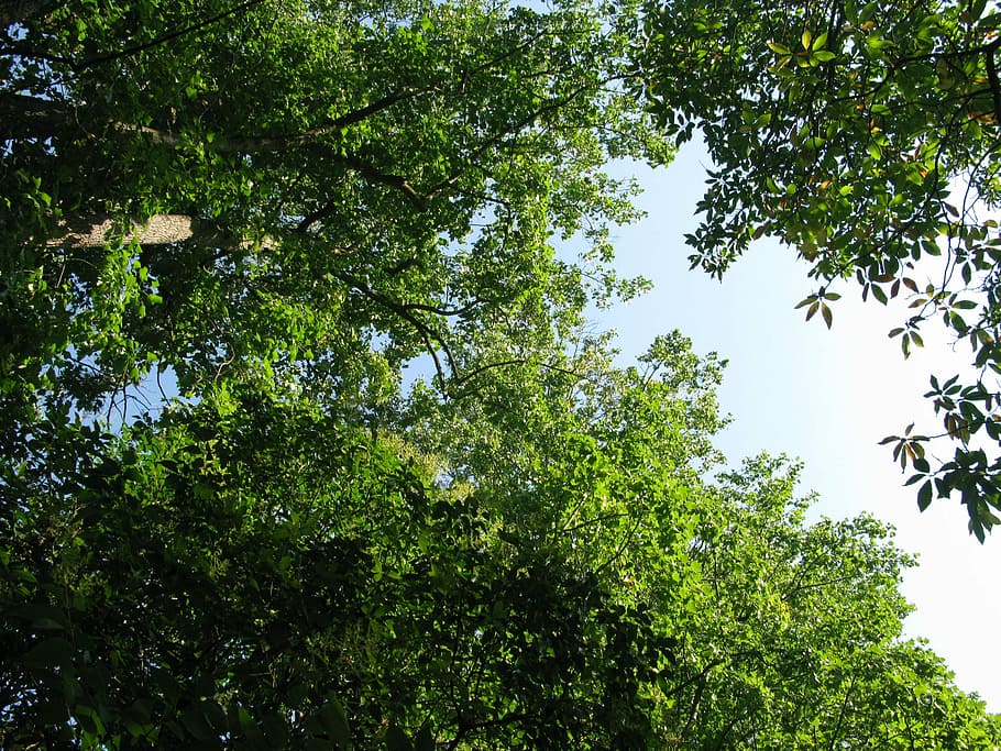 Trees, Green, Leaves, Blue Sky, looking up, upwards, flora HD wallpaper