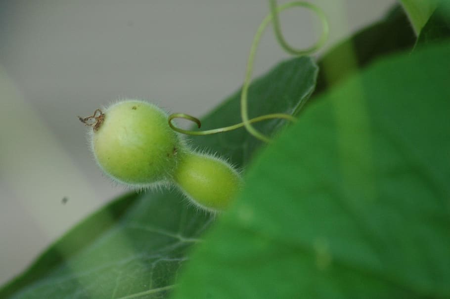 squash gourd, calebasse, green, yard, green color, plant part HD wallpaper