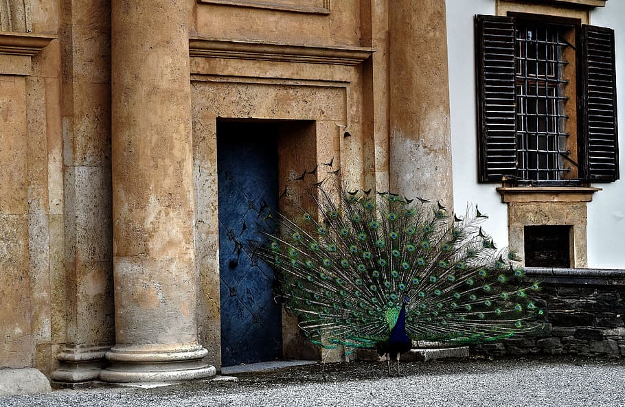 peacock, lock, castle, eggenberg, built structure, architecture HD wallpaper