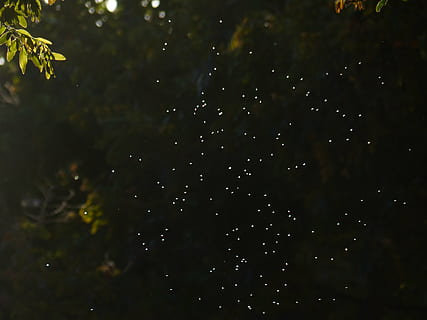 mosquitoes, fly, insect, back light, angescheint, points of light HD wallpaper