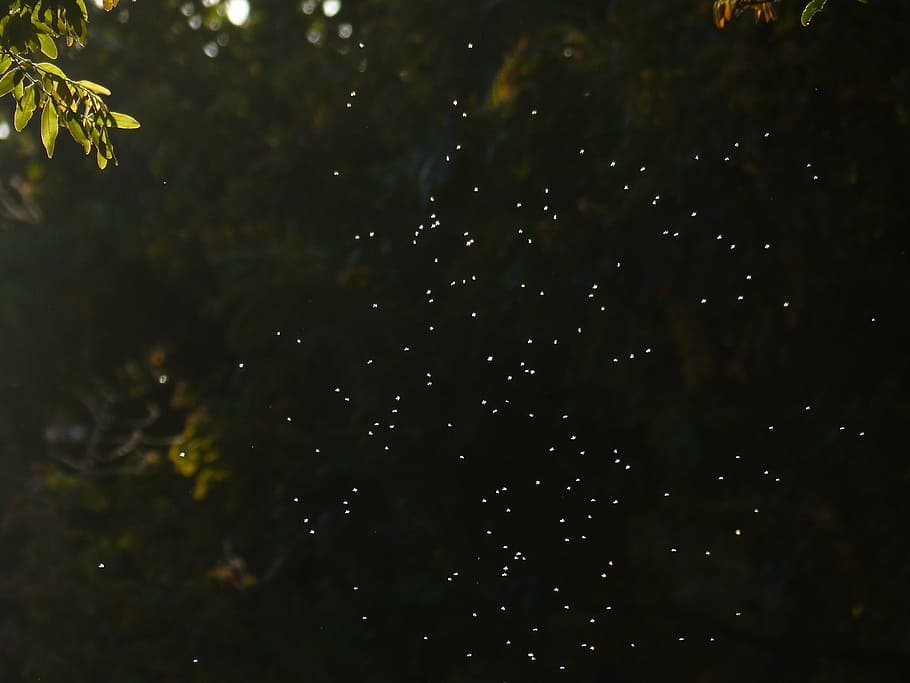 mosquitoes, fly, insect, back light, angescheint, points of light HD wallpaper