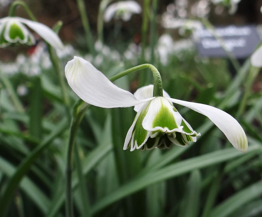 flora, nature, flower, leaf, growth, snowdrop, spring, flowering plant HD wallpaper