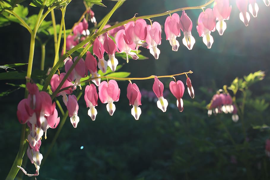 bleeding heart, flower, sunlight, pink, white, plant, garden, HD wallpaper