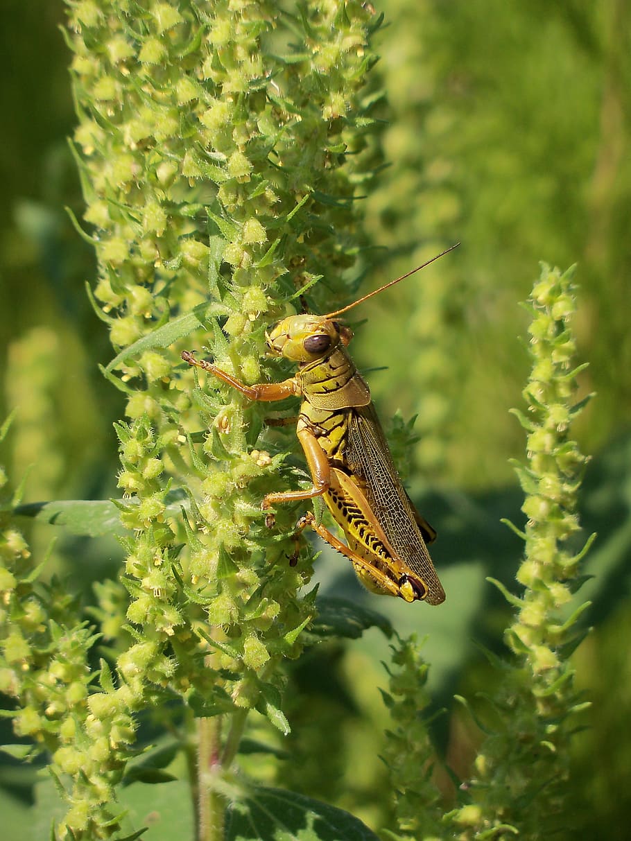 grasshopper, butterfly, insect, wing, wildlife, bug, small HD wallpaper
