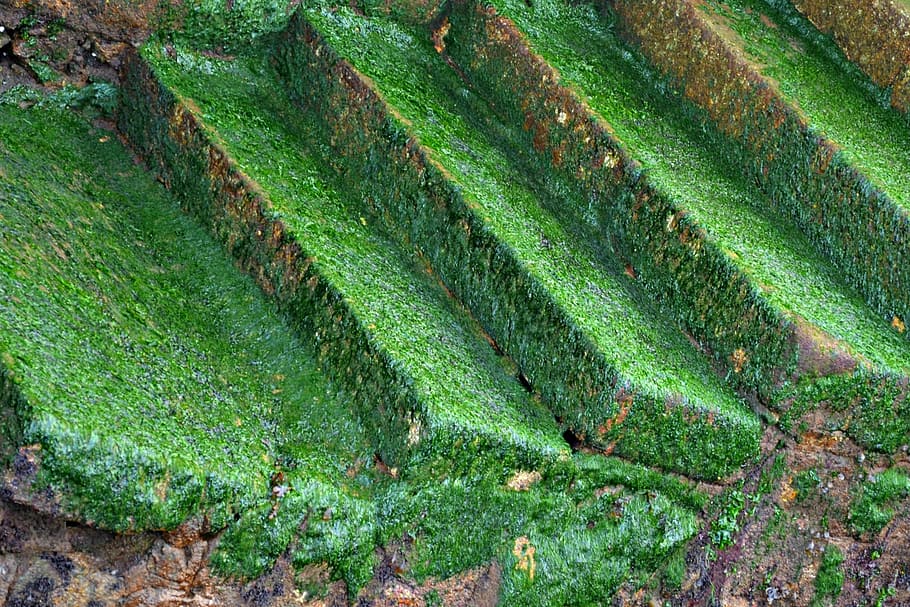 steps, green, mosses, wild, growing, damp, wet, surfaces, colorful HD wallpaper