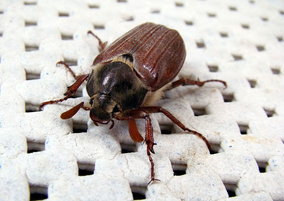 Melolontha, Beetle, Animals, Cockchafer, may bug, mitchamador, HD wallpaper