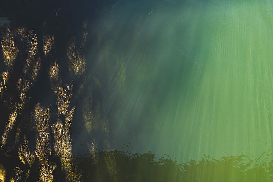 body of water, nature, forest, tree, outdoors, summer, green Color HD wallpaper