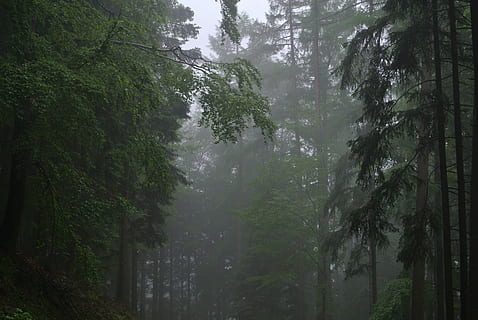 Forest, Fog, Trees, Dark, Spooky, Mist, wood, enchanted forest HD wallpaper