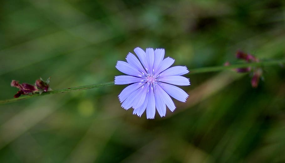 chicory, flower, blue, delicate, nature, petals, plant, grass HD wallpaper