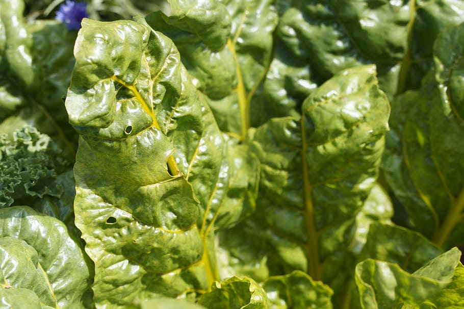 chard, leaf, shiny, green, flora, plant, healthy, nutritious HD wallpaper