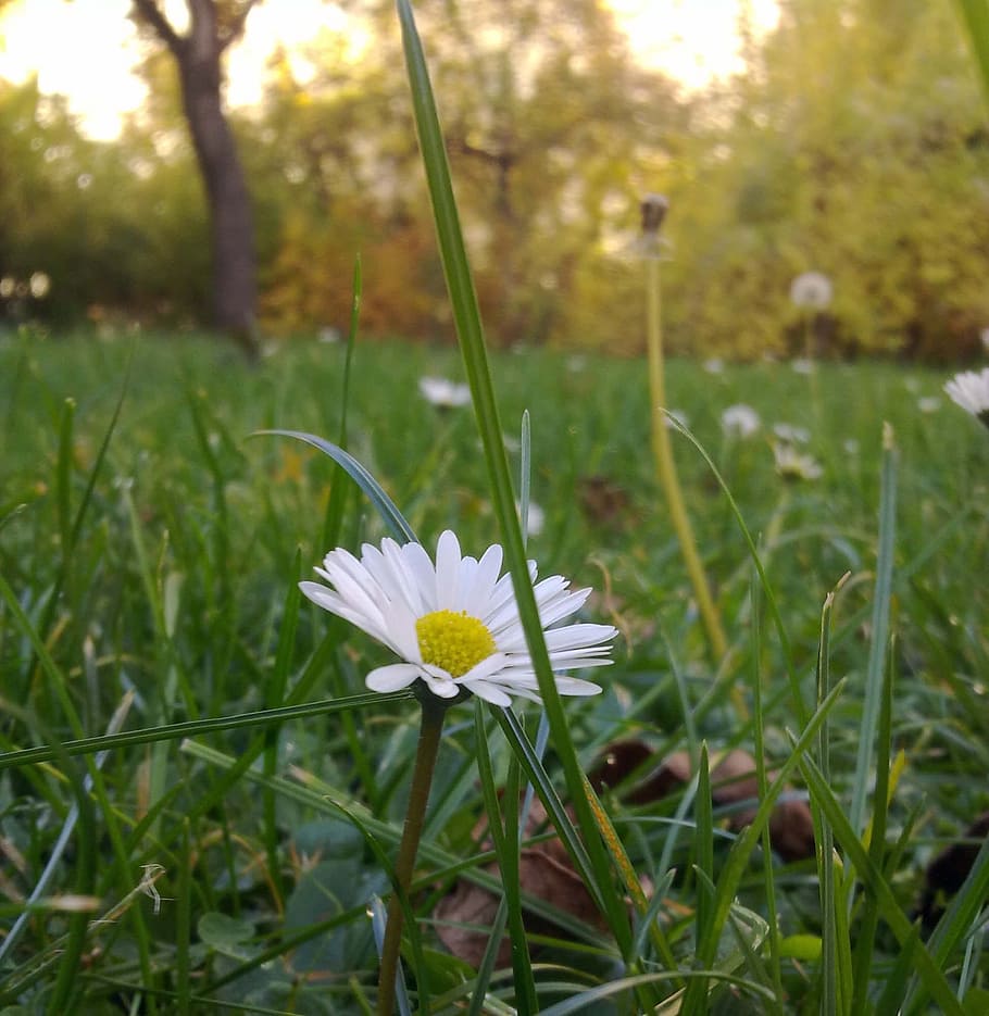 Daisy, Grass, Meadow, green, flower, growth, nature, outdoors HD wallpaper