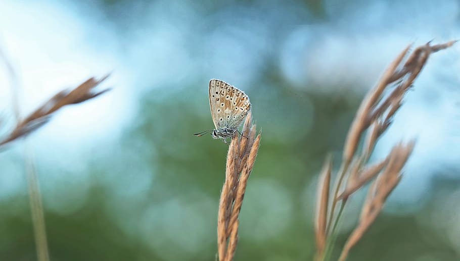 insect, nature, live, invertebrate, animal wing, animal themes HD wallpaper