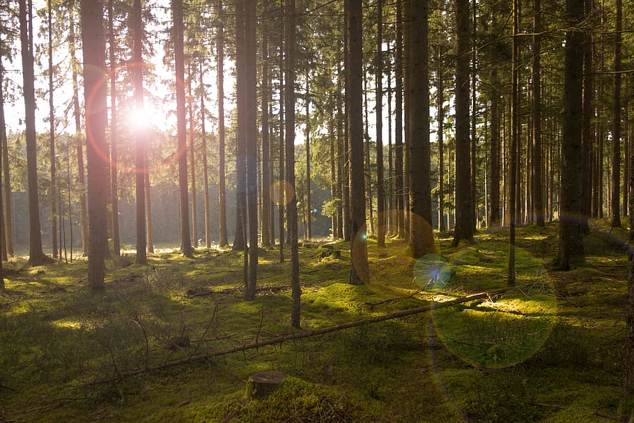 sunlight across forest during daytime, trees, sunbeam, nature HD wallpaper