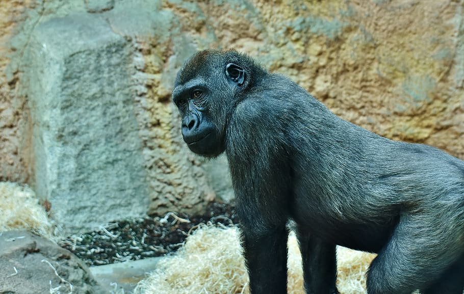 gorilla, monkey, animal, furry, omnivore, wildlife photography HD wallpaper