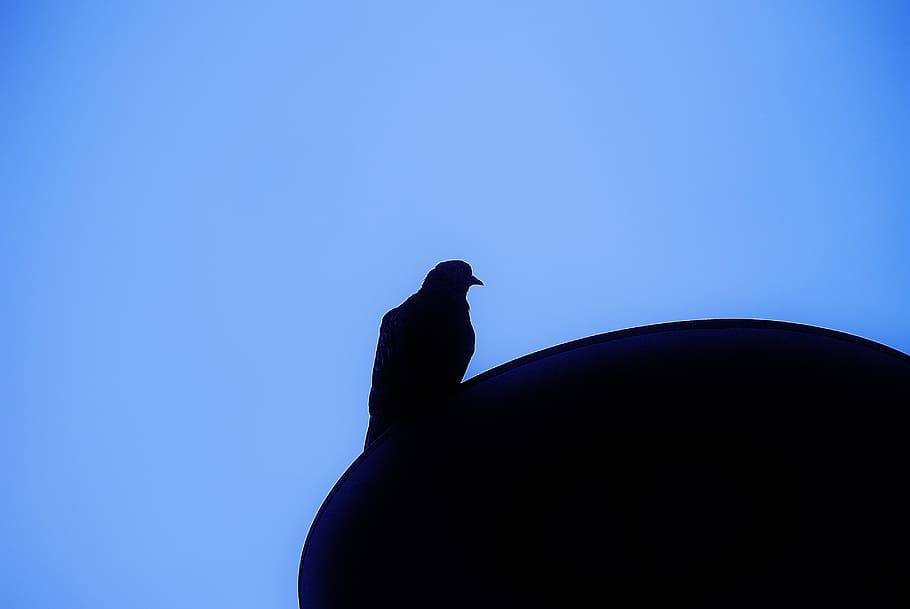 Bird, Fly, Pigeon, Wing, Feather, wildlife, beak, dom, outdoor HD wallpaper