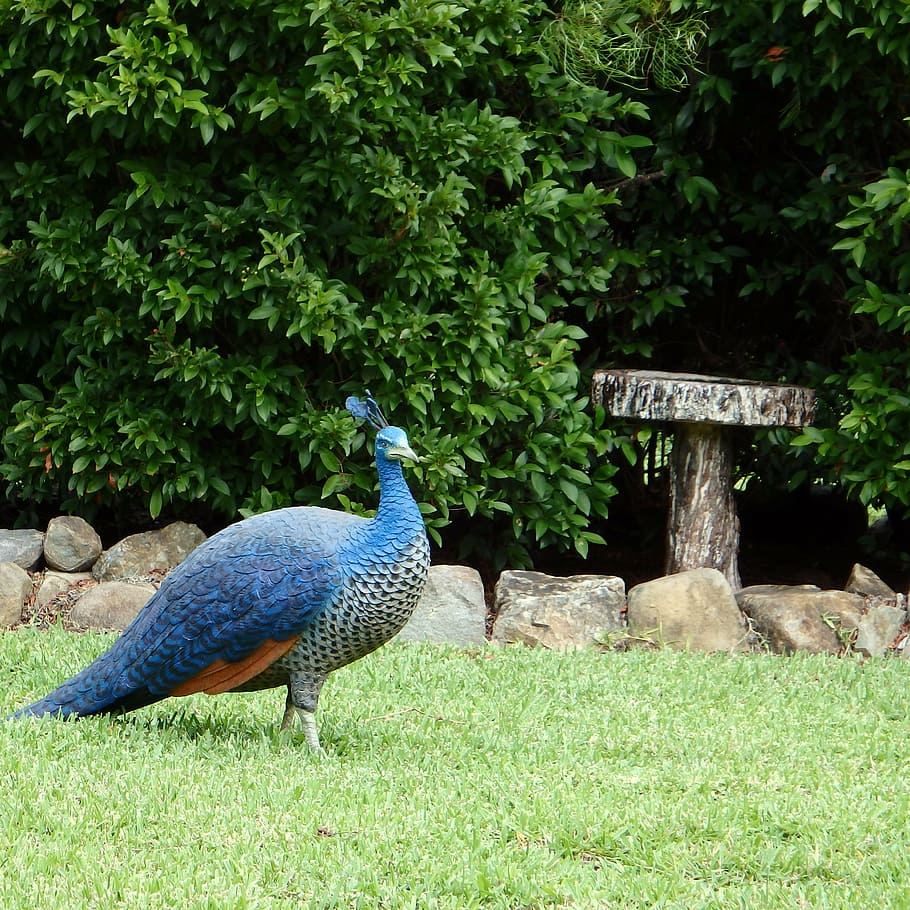 peahen, blue, bird, peacock, plumage, wildlife, animal, bright, HD wallpaper