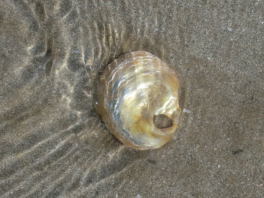 brittany, shell, beach, sea, water, animal wildlife, animal themes HD wallpaper
