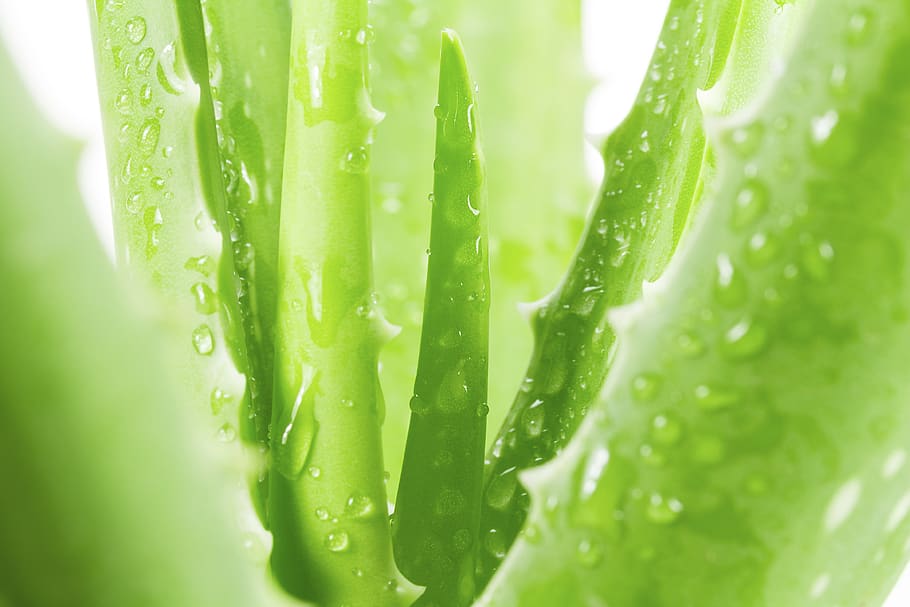 flora, freshness, drop, cactus, leaf, green color, close-up HD wallpaper