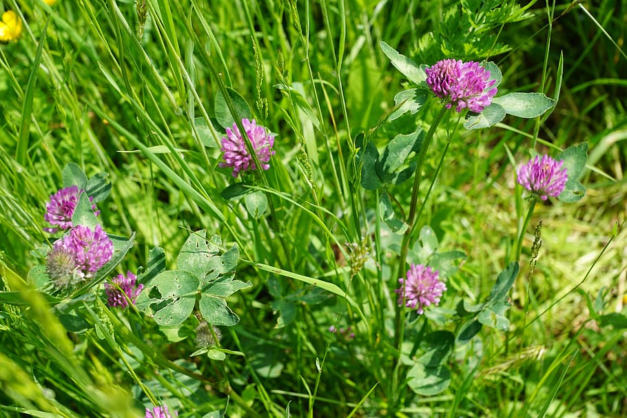 purple flowers during daytime, klee, nature, spring, aroma HD wallpaper