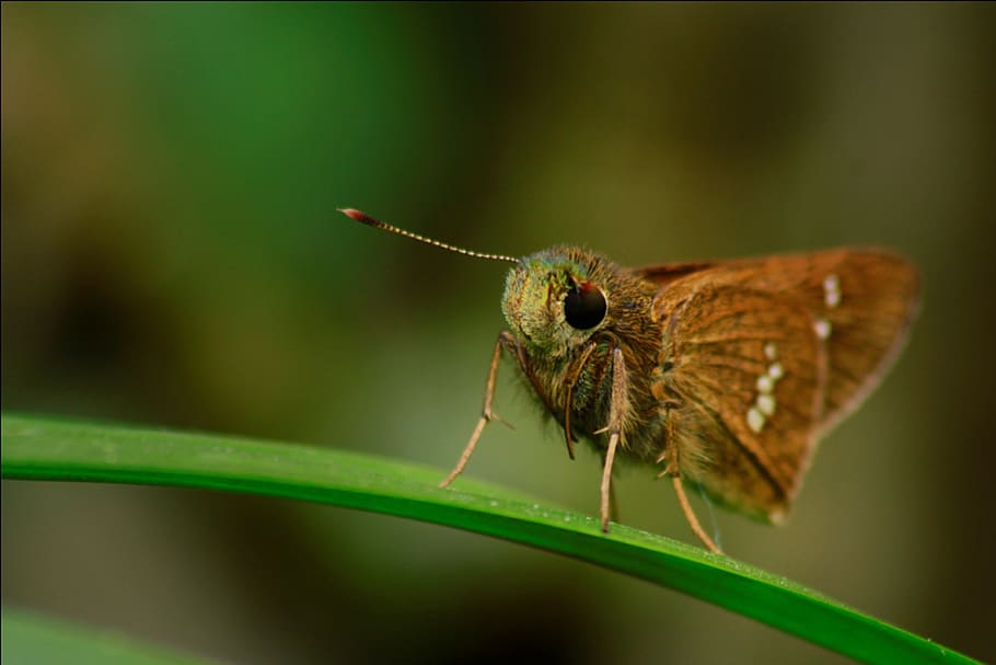 macros, gorgeous, garden, insect, invertebrate, one animal HD wallpaper