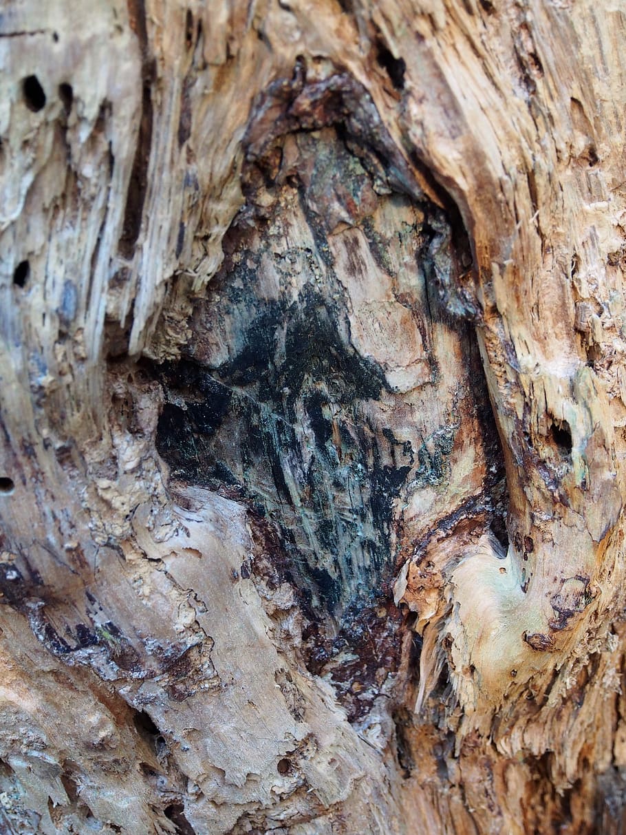 shape, pattern, tree, wood, nature, bark, textured, close-up HD wallpaper