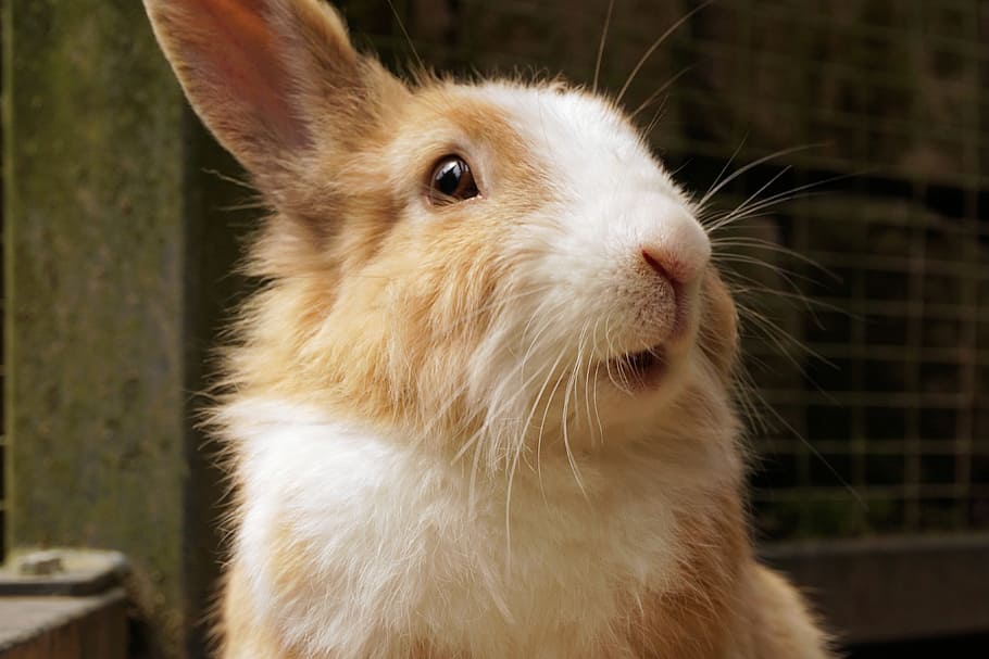 white and brown hare, rabbit, pet, cute, animal, sweet, small hare HD wallpaper